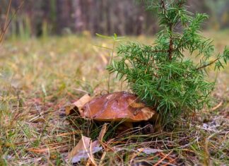 Jaki olej do olejarki motocyklowej?