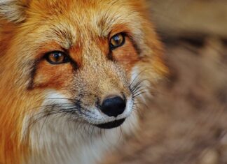 Jak wyczyścić łańcuch?