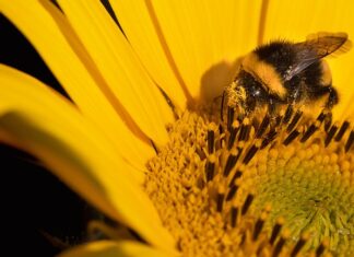 Co to jest korekcja kół zębatych?