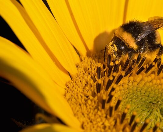 Co to jest korekcja kół zębatych?