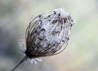 Co daje owalny blat?