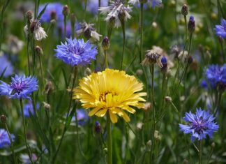 Za co odpowiada przewoźnik?